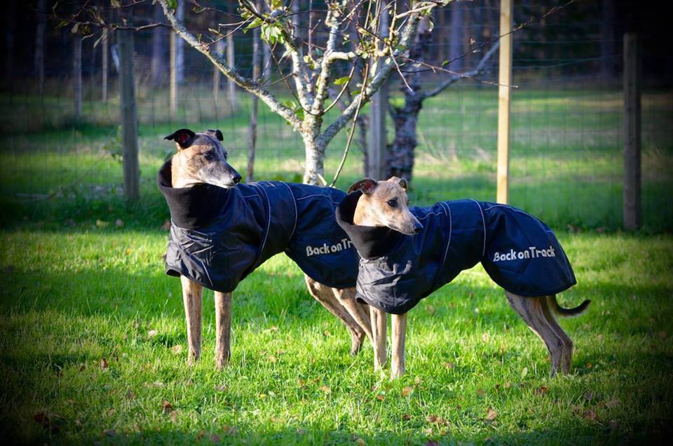 23130653_1732783660089459_8793740406098005611_n